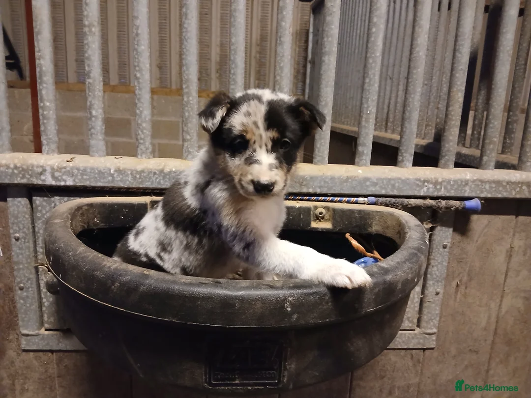 Border Collie dogs for sale: Blue merl border collies - Advert 2