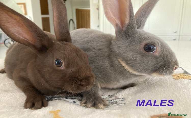 Rex rabbits - Advert 4
