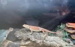 Bearded Dragon reptiles for sale: female bearded dragon with full set up - Image 2