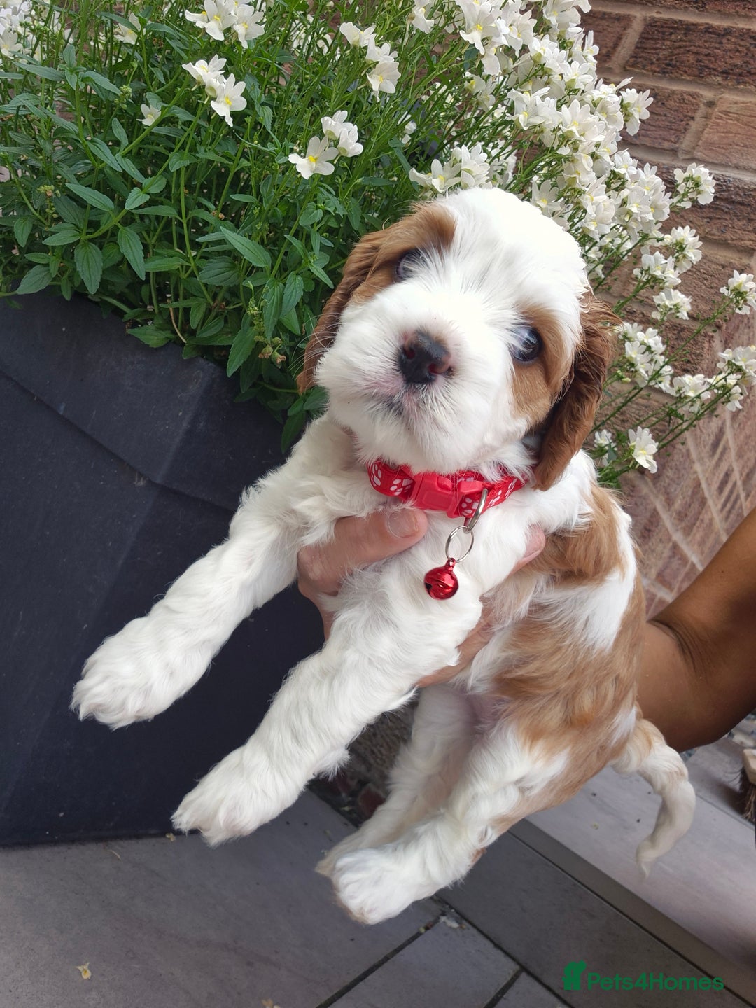 Cavapoo dogs for sale: Too cute to handle cavapoo puppies - Image 11