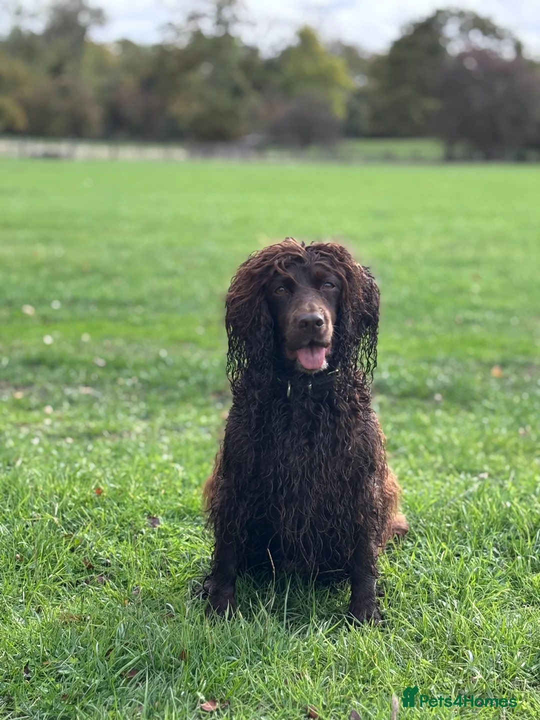 Cocker Spaniel dogs for sale: Working Cocker Spaniel Puppies for Sale in Droitwich - Advert 1