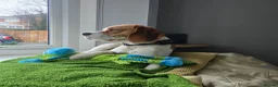 Beagle dogs for stud: Loki is our name- KC name is Fallowfield Chestnut  - Advert 8