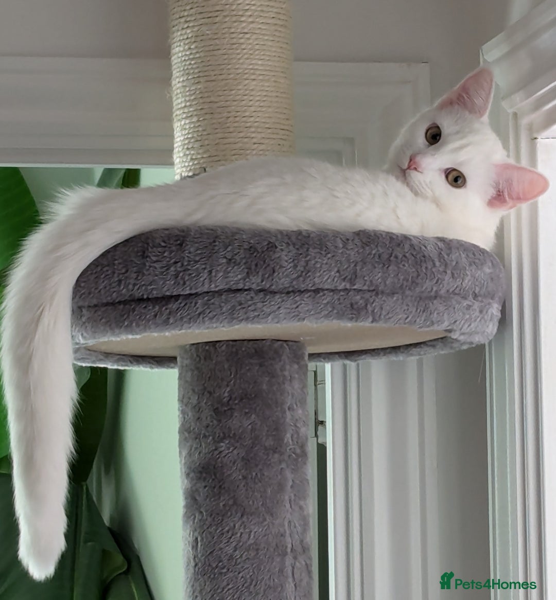 Domestic Shorthair cats for sale: Heartbreaking Rehome-18 month old Pure White Cat x - Image 28