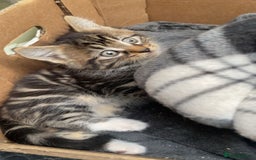 Siberian cats for sale: Gorgeous Male Kitten Ready to go. - Image 3