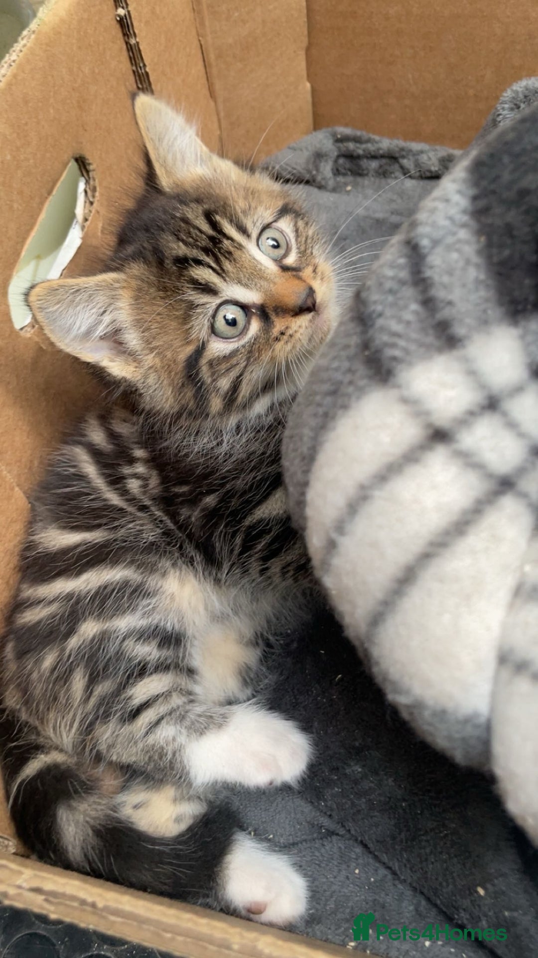 Siberian cats for sale: Gorgeous Male Kitten Ready to go. - Image 3