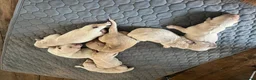 Golden Retriever dogs for sale: Golden Retrievers pure breed puppies - Advert 4