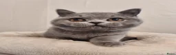 British Shorthair cats for sale: Stunning British Shorthair & Longhair Kittens  - Advert 20