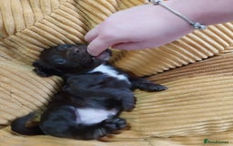 Cockapoo dogs for sale: Adorable Cockapoo puppies  - Image 19