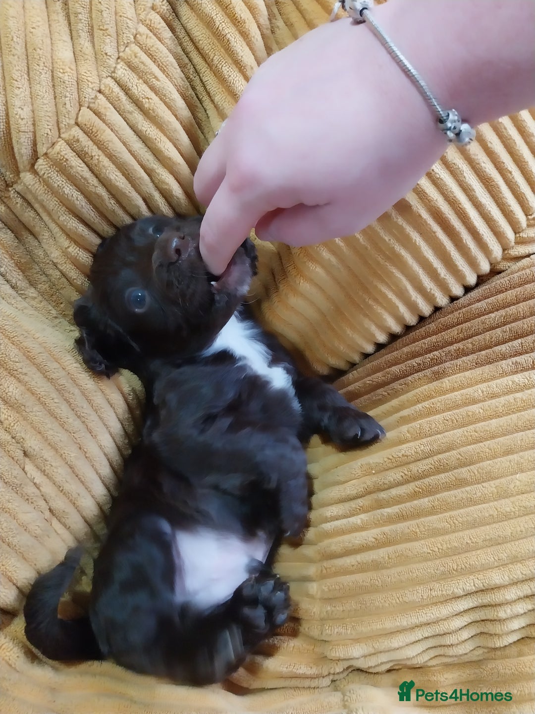 Cockapoo dogs for sale: Adorable Cockapoo puppies  - Image 19