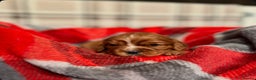Cavalier King Charles Spaniel dogs for sale: STUNNING CAVALIER KING CHARLES PUPPIES  - Advert 18