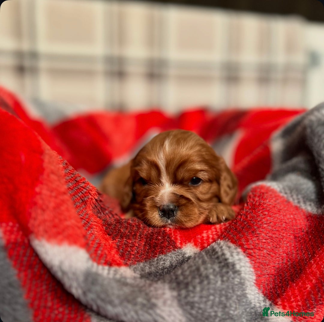 Cavalier King Charles Spaniel dogs for sale: STUNNING CAVALIER KING CHARLES PUPPIES  - Advert 18