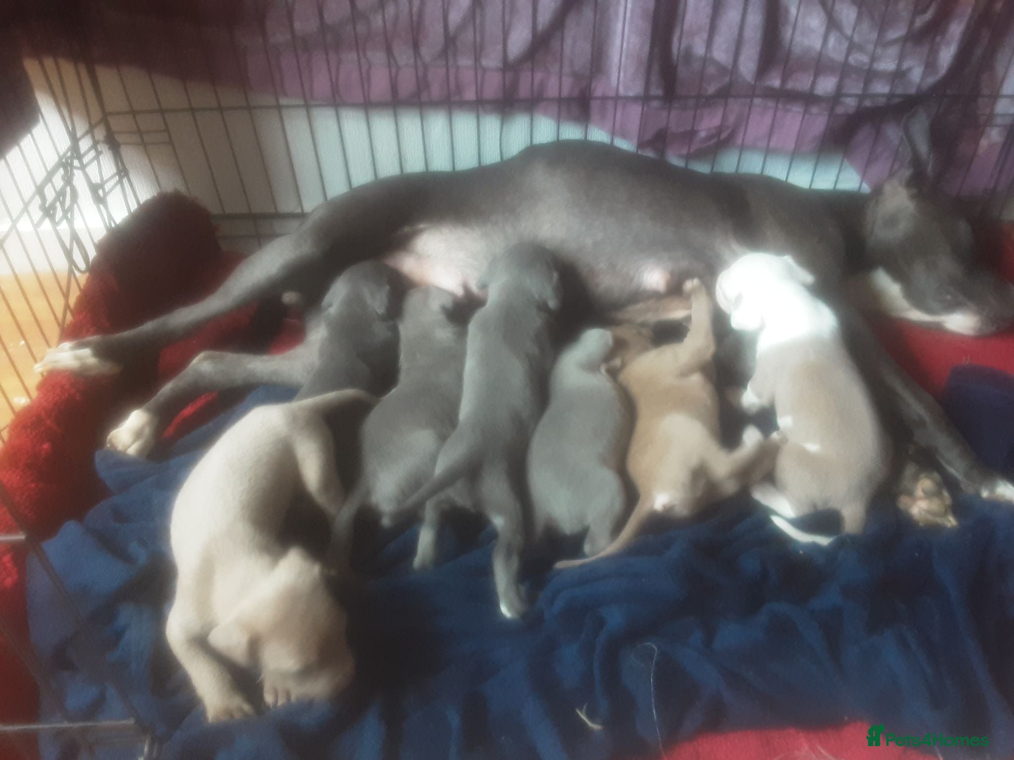 Mixed Breed dogs Beautiful Blue Staff x American Bully -LOVINGHOMES - Advert 1