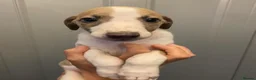 Whippet dogs for sale: KC reg whippets  - Advert 24