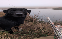 Labrador Retriever dogs for sale: Chunky Labrador pups, fully health tested parents  - Image 5