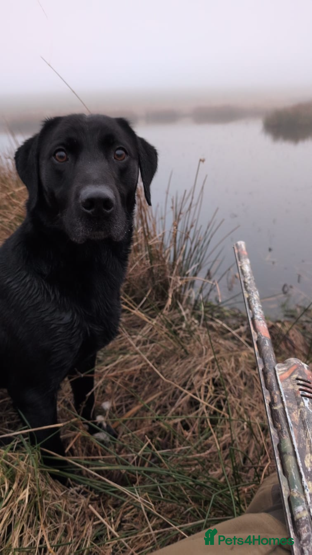 Labrador Retriever dogs for sale: Chunky Labrador pups, fully health tested parents  - Image 5