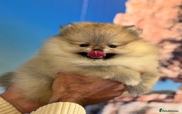 Pomeranian dogs for sale: Adorable Purebred Pomeranian Puppies – Male - Image 5