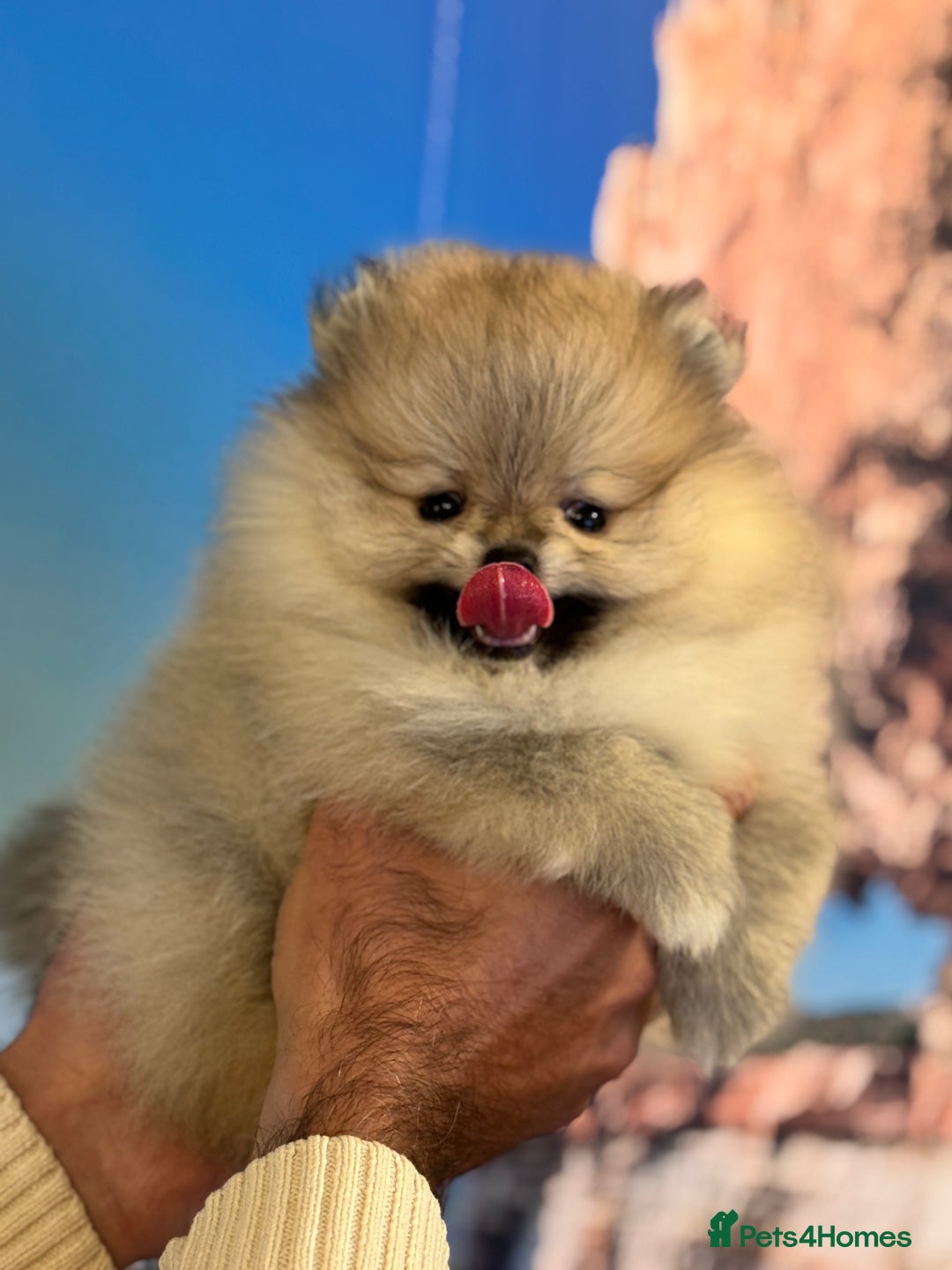Pomeranian dogs for sale: Adorable Purebred Pomeranian Puppies – Male - Image 5