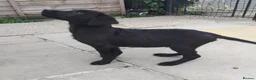 Labrador Retriever dogs for sale: 5 Beautiful labrador puppies (Male) - Advert 14