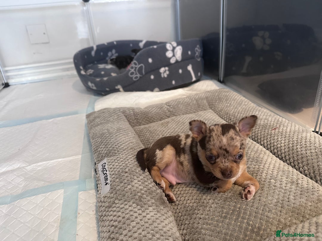 Chihuahua dogs for sale: Meet Reggie  - Image 5