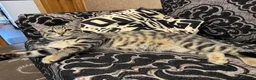 British Shorthair cats for sale: Mixed coloured kitten for sale  - Advert 6