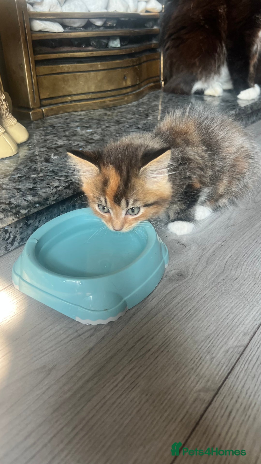 British Longhair cats for sale: 2 female kittens looking for their loving home - Image 8