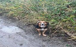 Mixed Breed dogs for sale: Ed our lovable family dog  - Image 5