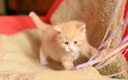 British Shorthair cats for sale: ⭐Rare Cream British Shorthair Boy ⭐  - Image 20