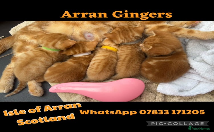 Mixed Breed cats - Advert 3