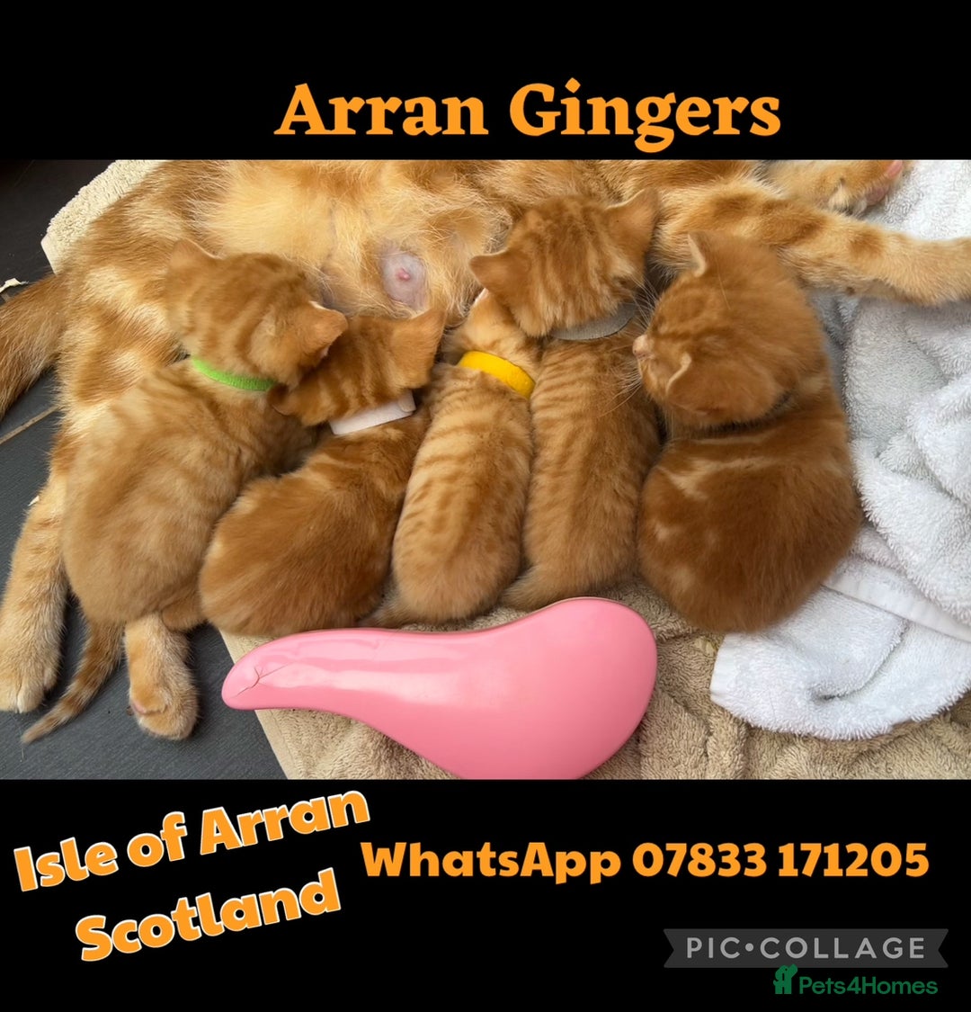 Mixed Breed cats for sale: Pure Ginger GIRLS - Image 1