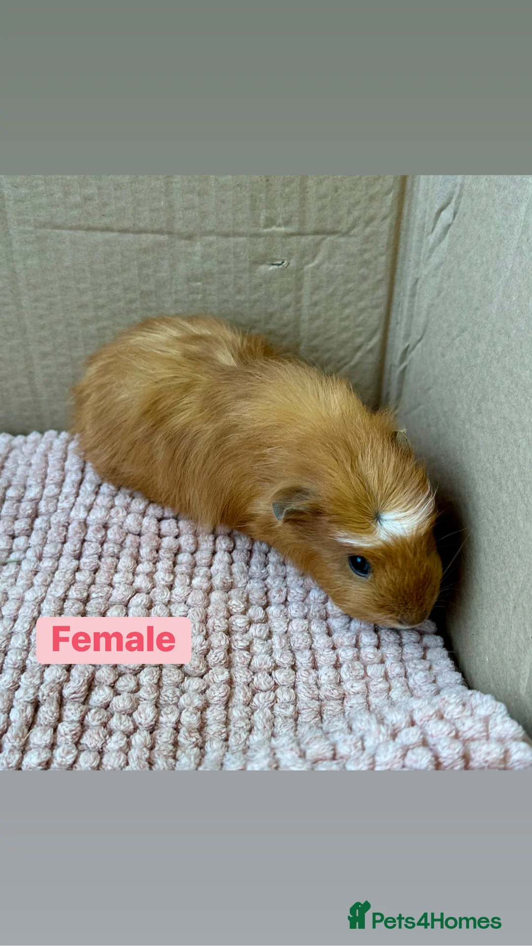 Guinea Pig rodents for sale: Young Guinea pigs  - Advert 2