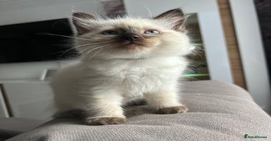 Ragdoll cats - Advert 6