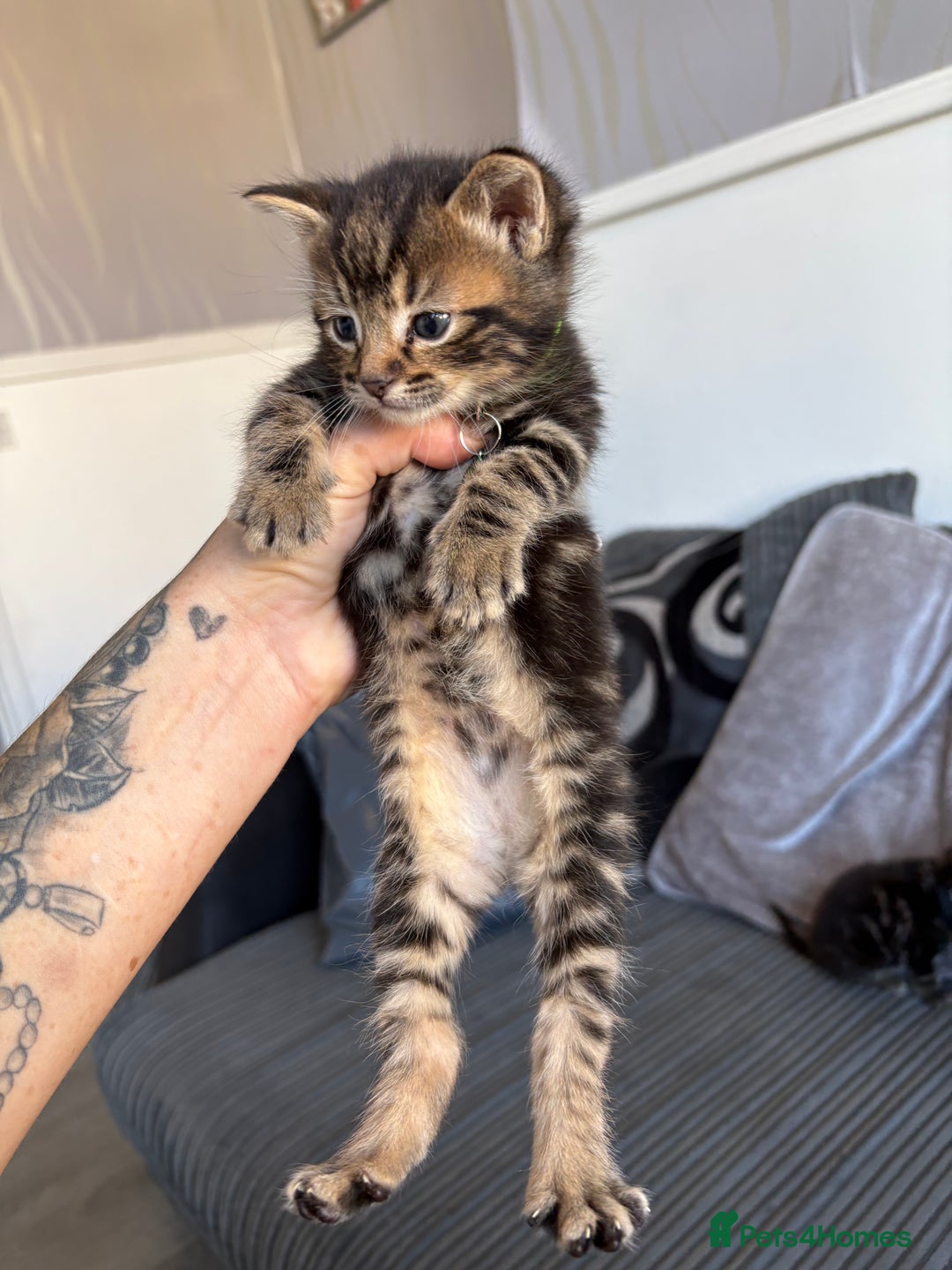 Bengal cats for sale: 5 kittens ready to go soon - Image 7