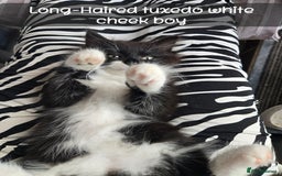 Ragdoll cats for sale: 12 half-Ragdolls (£150-£475) - Image 22