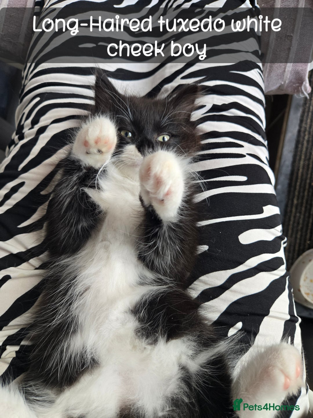 Ragdoll cats for sale: 12 half-Ragdolls (£150-£475) - Image 22