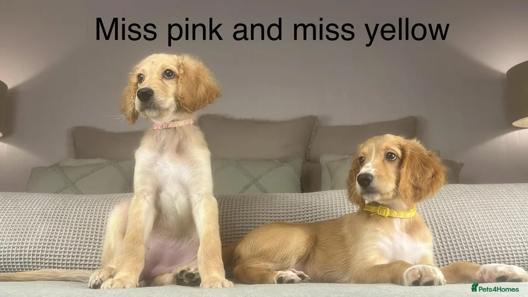 Irish Doodle dogs for sale: The perfect Doodle - Advert 12