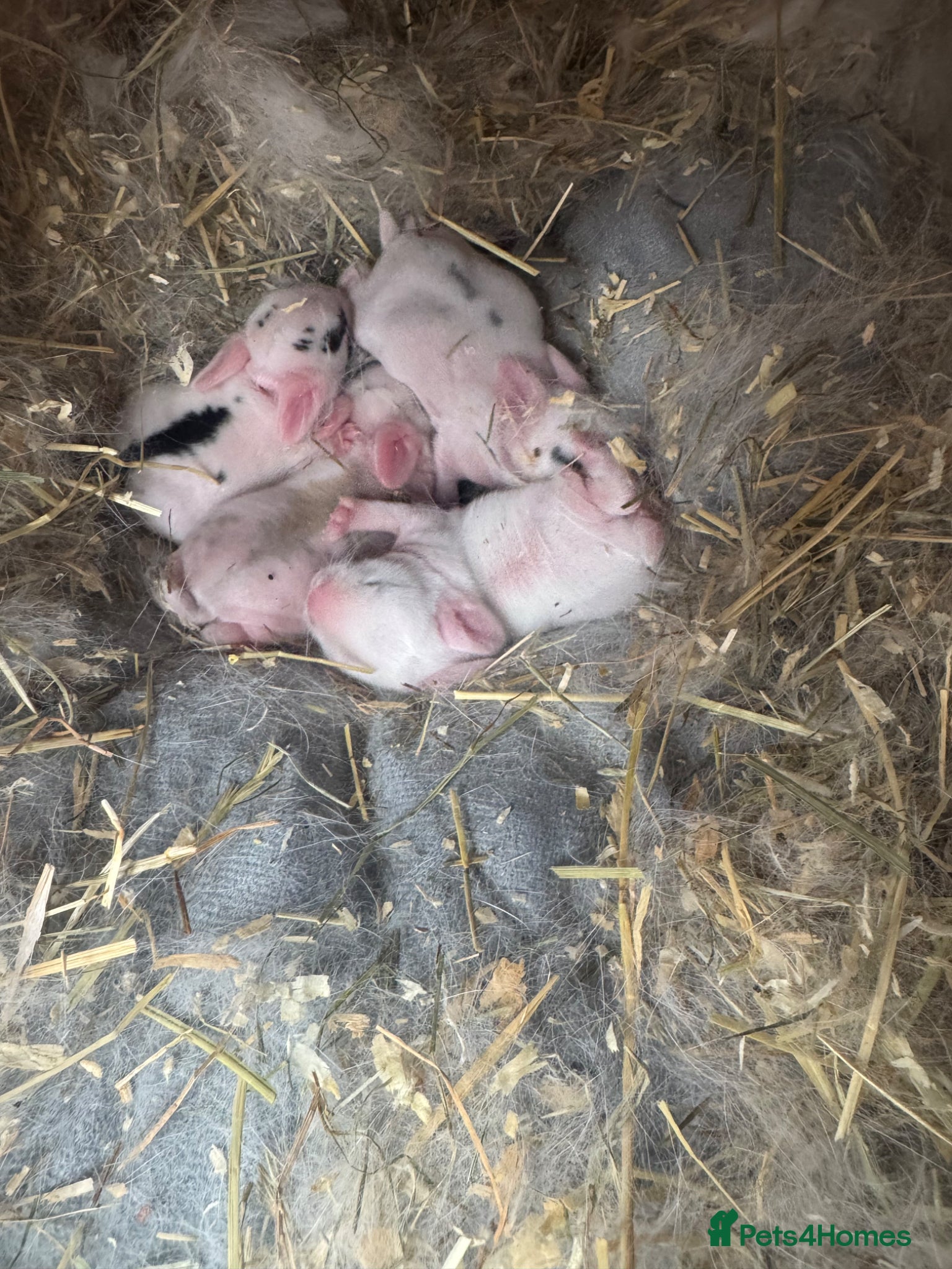 Mixed Breed rabbits Mix breed and ages of mini lops and lion heads  - Advert 21