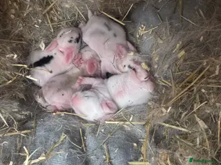 Mixed Breed rabbits Mix breed and ages of mini lops and lion heads - Advert 21