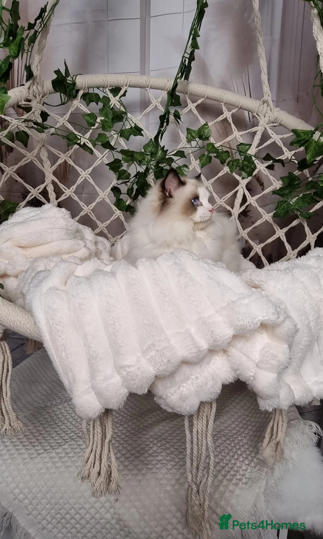 Ragdoll cats for sale: Exceptional Tica Registered Ragdoll Kittens - Advert 28