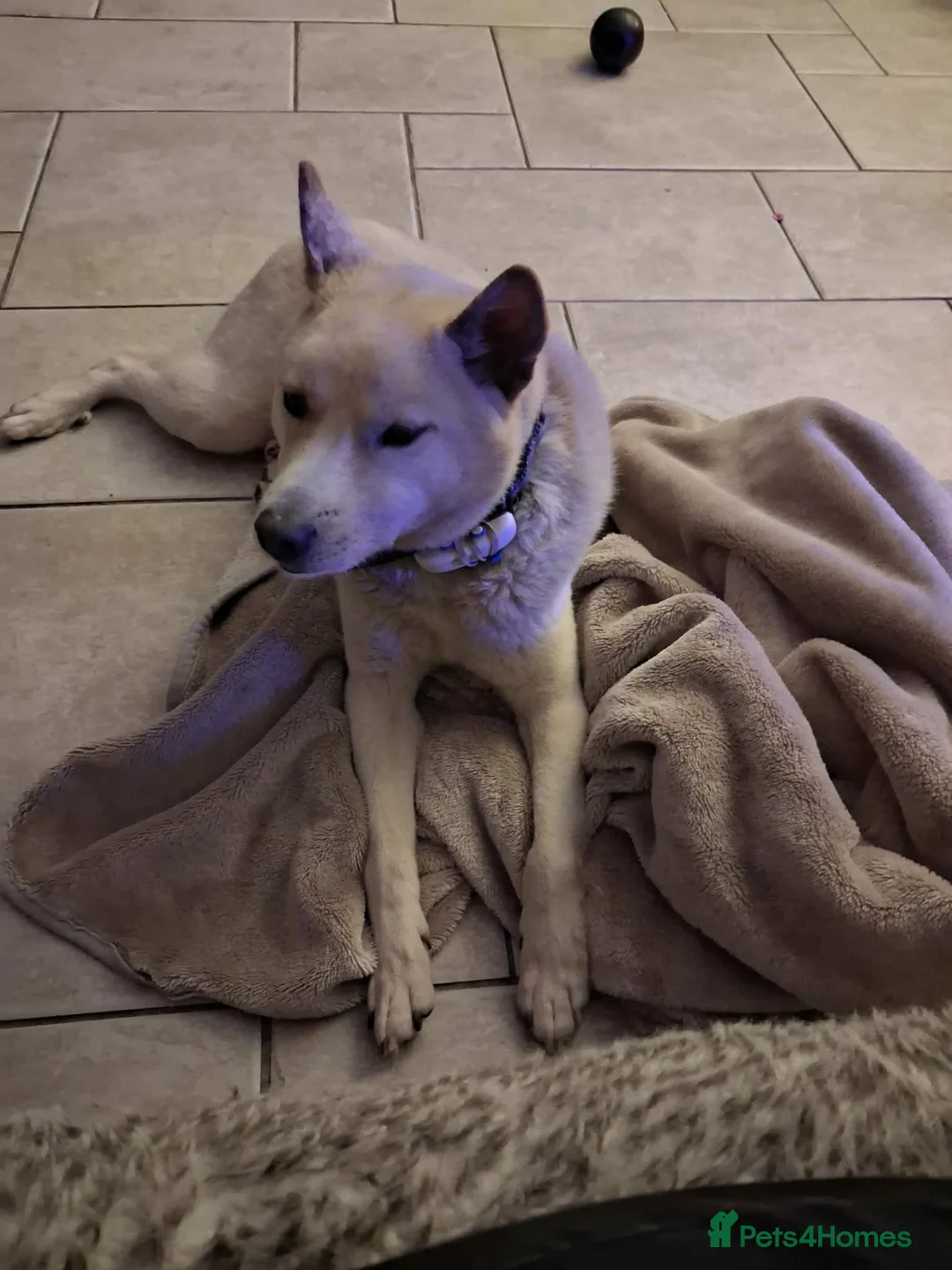 Japanese Shiba Inu dogs for adoption: Jimmy 6 year old Shiba mix jindo   - Advert 4