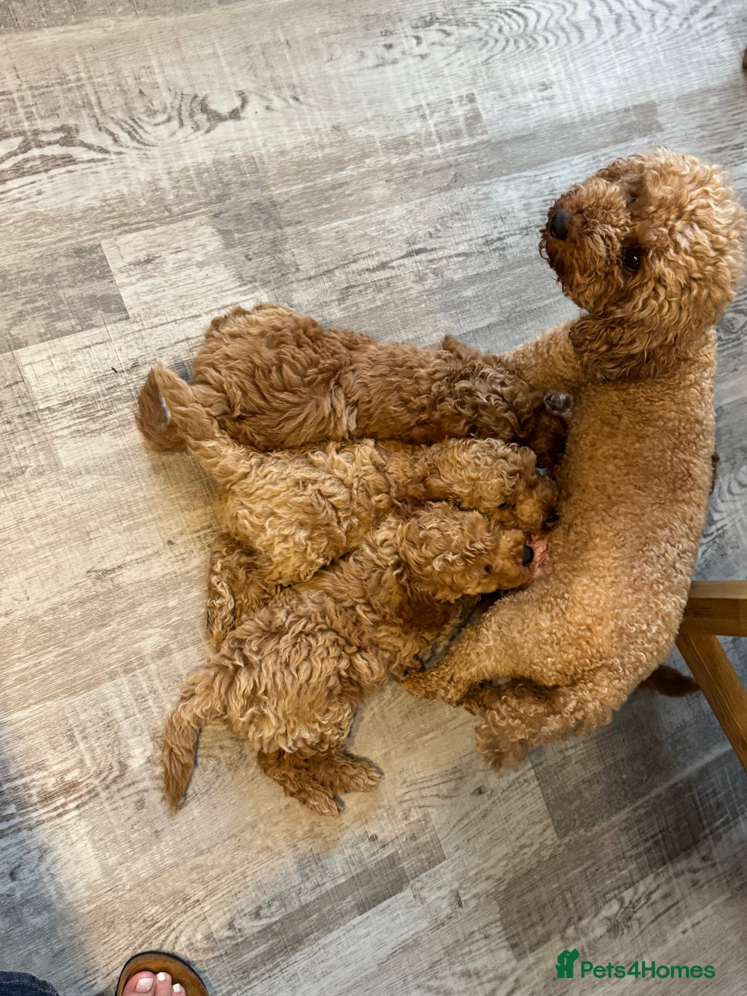 Miniature Poodle dogs for sale: Miniature poodle boy  - Image 2