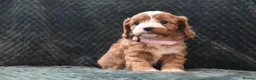 Cavapoo dogs for sale: Toy F1 Cavapoo Puppies Fully Dna Clear. - Advert 12
