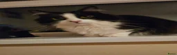 Mixed Breed cats for sale: Loving home required  in Kenilworth - Advert 6
