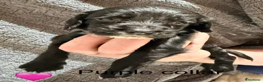 Sprocker 4
