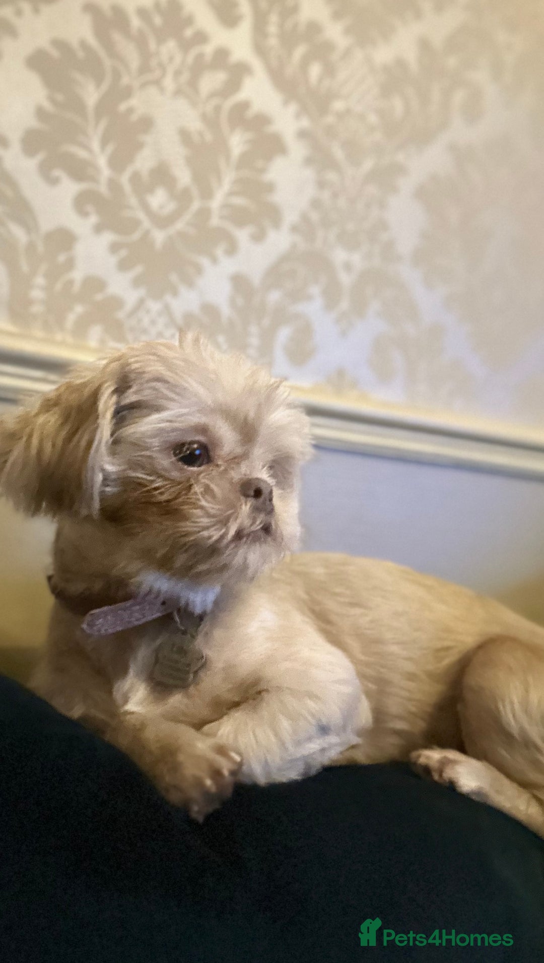 Shih Tzu dogs for sale: 4 beautiful stunning shih tzu puppies  - Advert 10