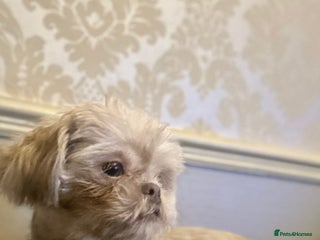 Shih Tzu dogs 4 beautiful stunning shih tzu puppies - Advert 16