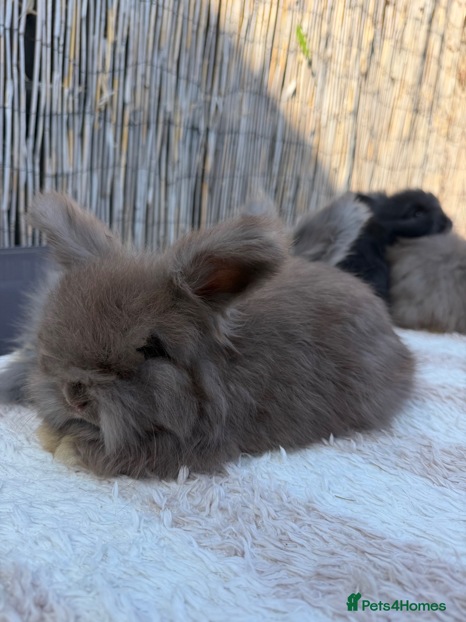 Angora rabbits pedigree english angora rabbits  - Advert 2