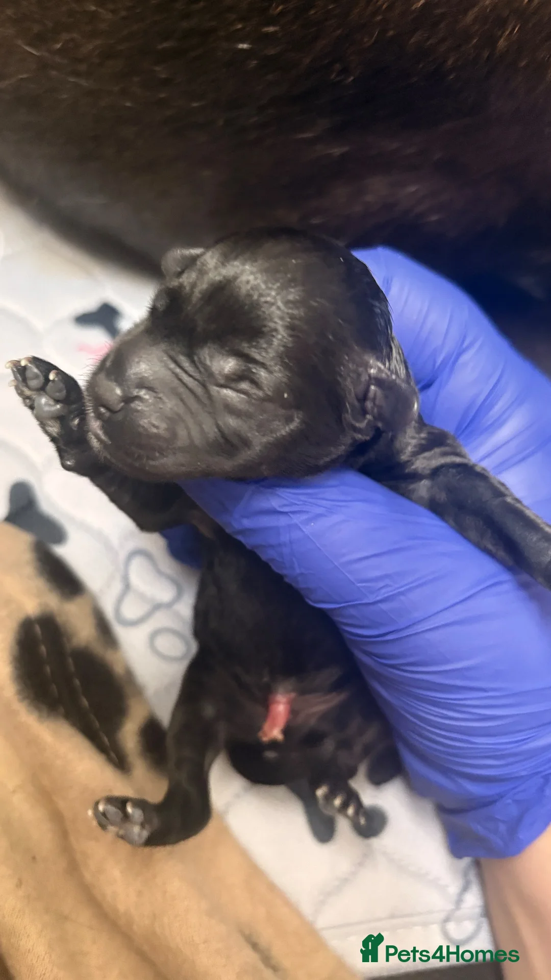 Mixed Breed dogs for sale: Beautiful Patterjack × Miniature Cockapoo Puppies in Stoke-on-Trent - Advert 9