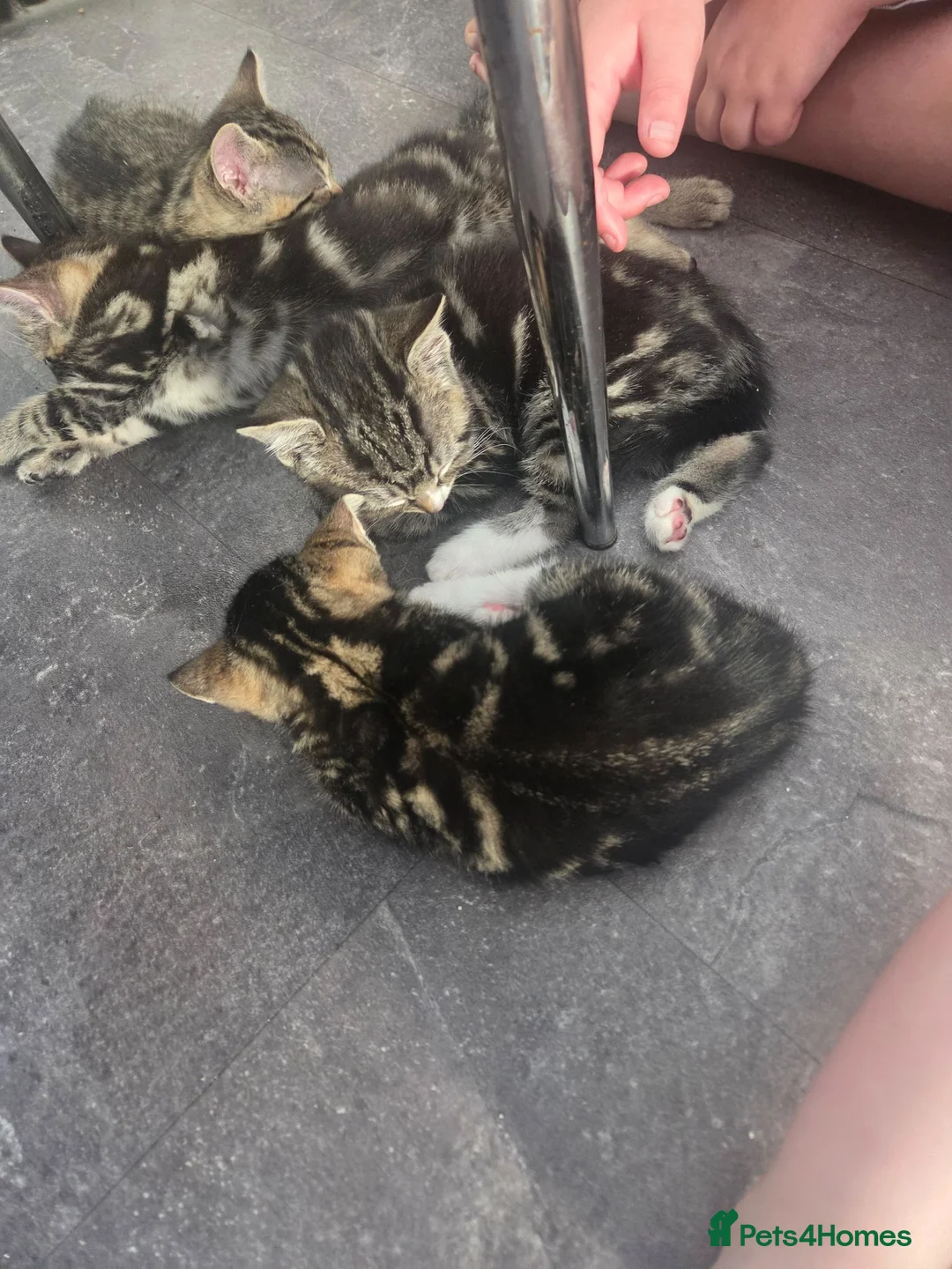Mixed Breed cats for sale: 2 male kittens available  - Advert 2