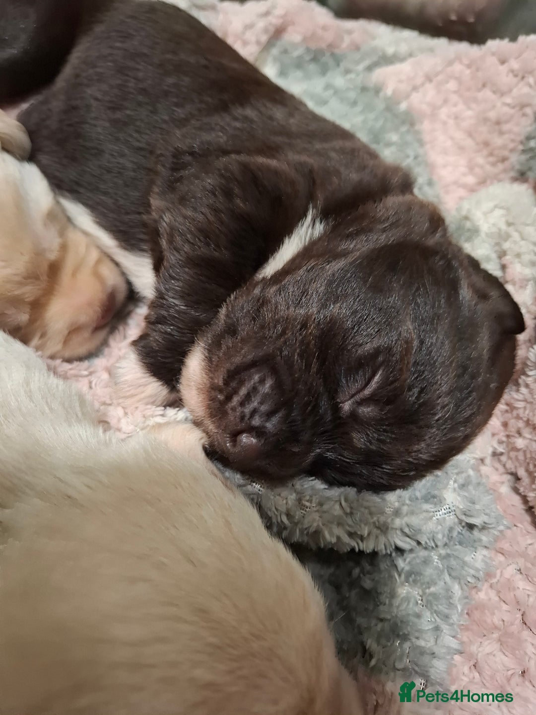 Labradoodle dogs for sale: Beautful labradoodle puppies available for sale  - Advert 8