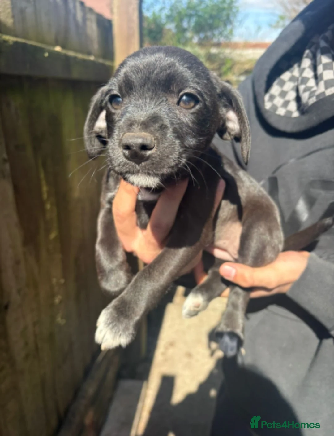 Mixed Breed dogs for sale: Beautiful beagle cross puppies  in Bridgend - Advert 2